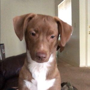 Meet your Posher, Deandre